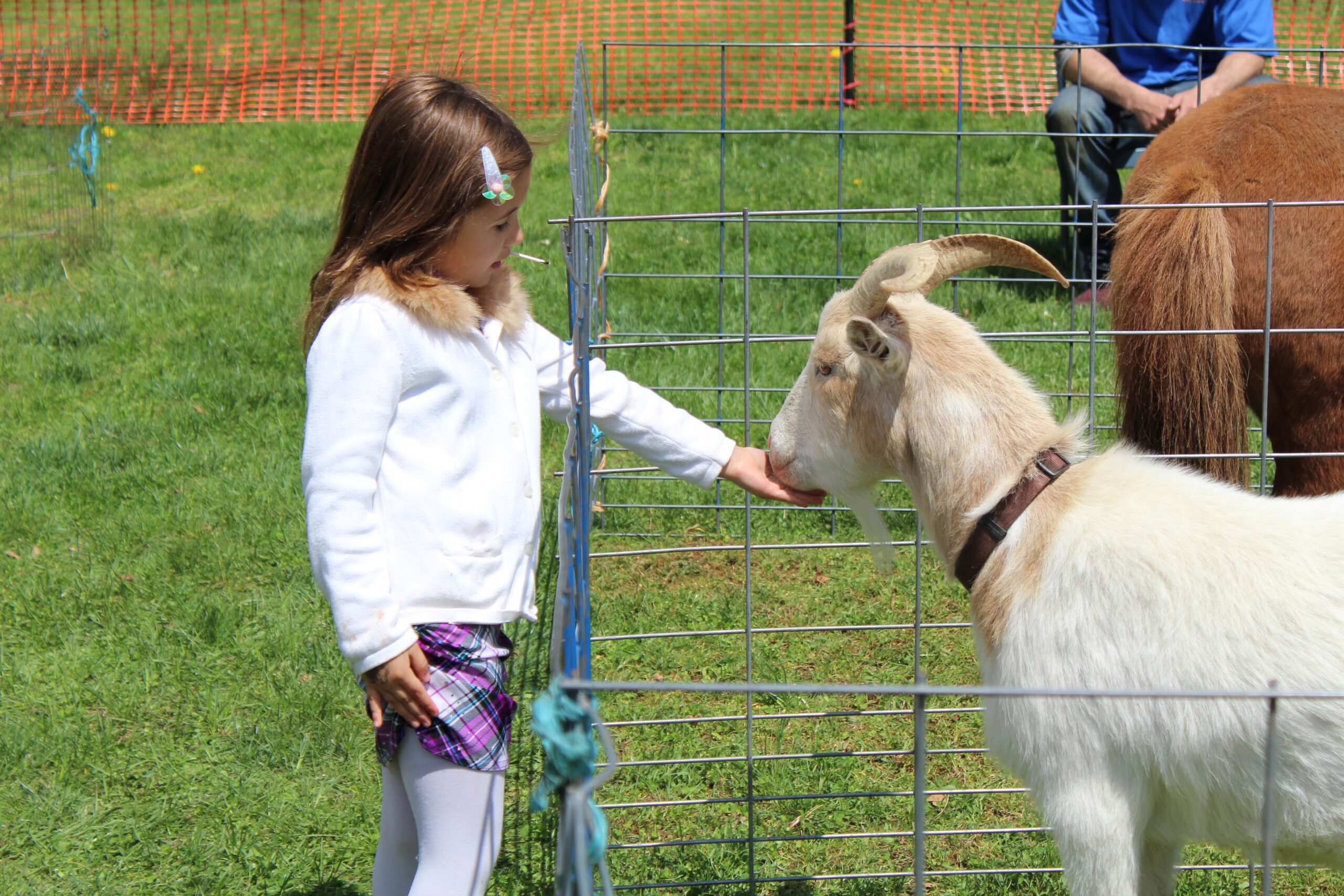 Old Bridge residents invited to try goat yoga on Sept. 27