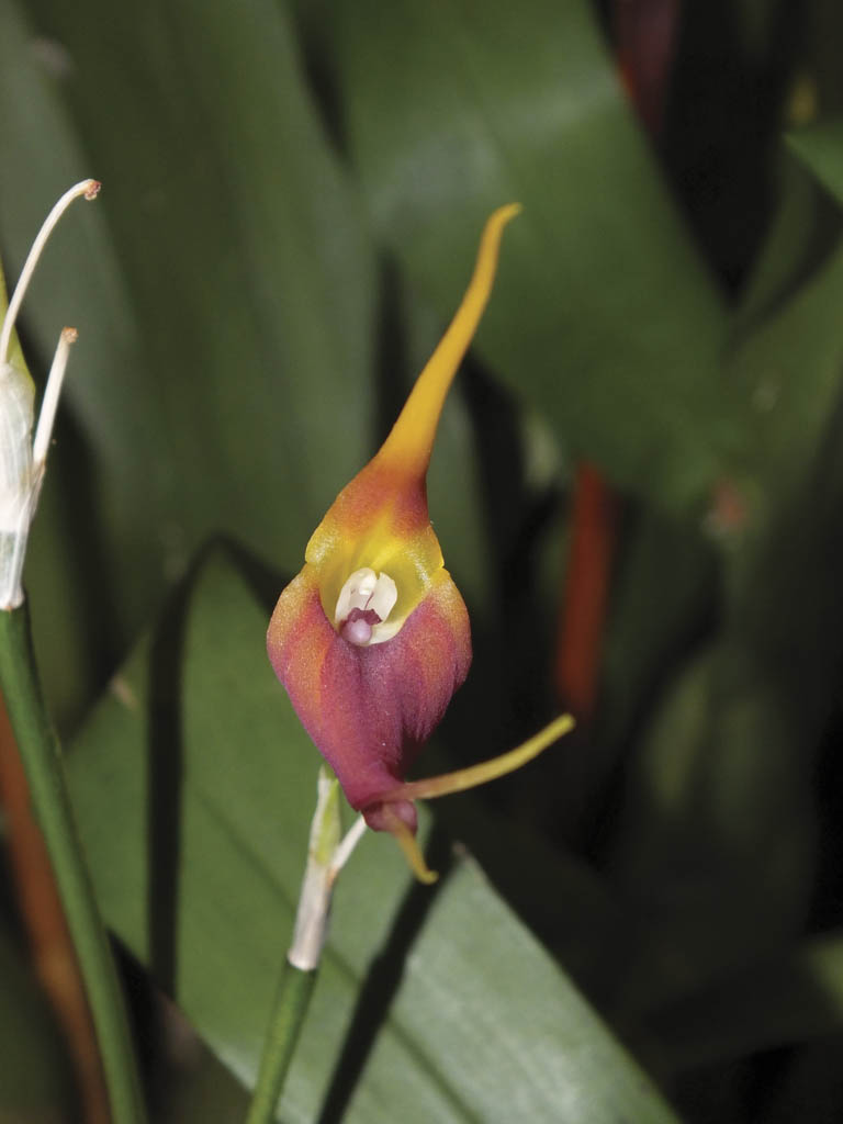 Deep Cut Orchid Society to hold 20th annual exhibit