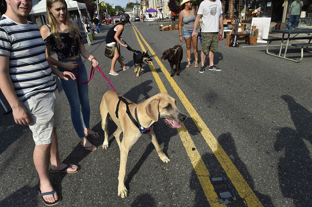 Thousands of dogs to compete in March Madness-type competition March 23-25 in Edison