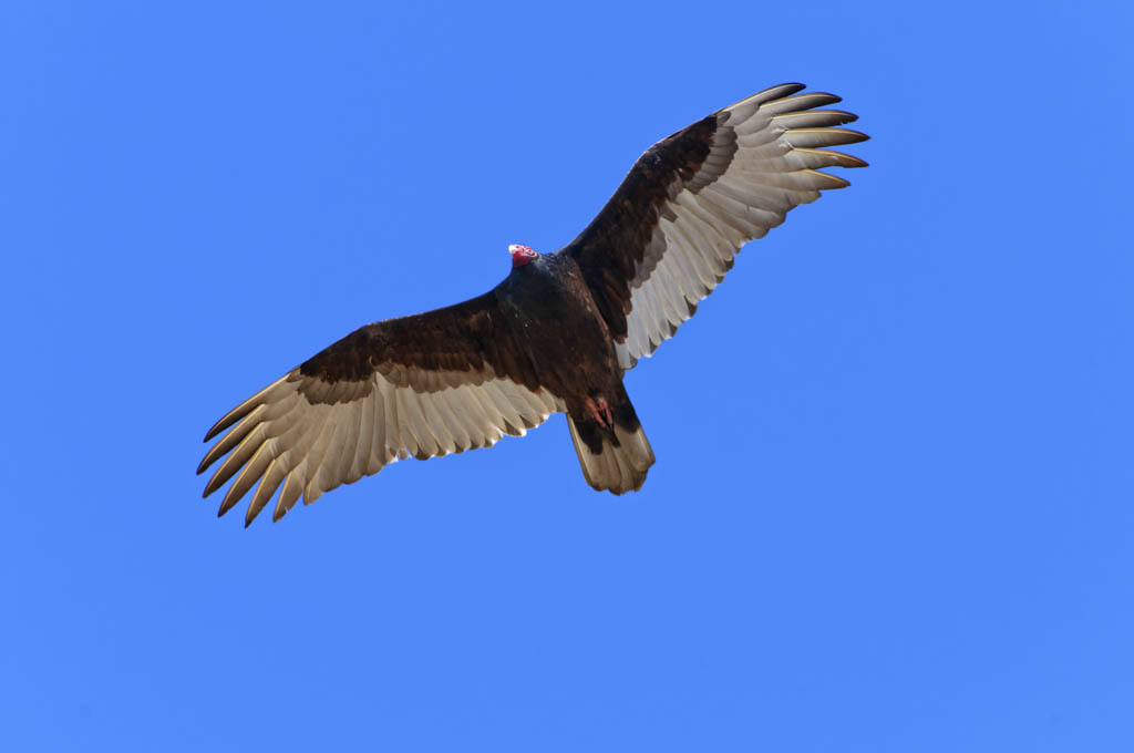 Local expert to share knowledge of East Brunswick bird population