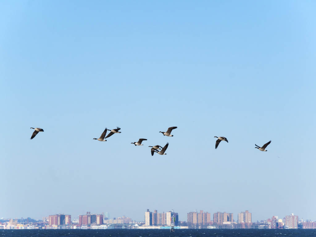 Bird watching walk slated at Sandy Hook