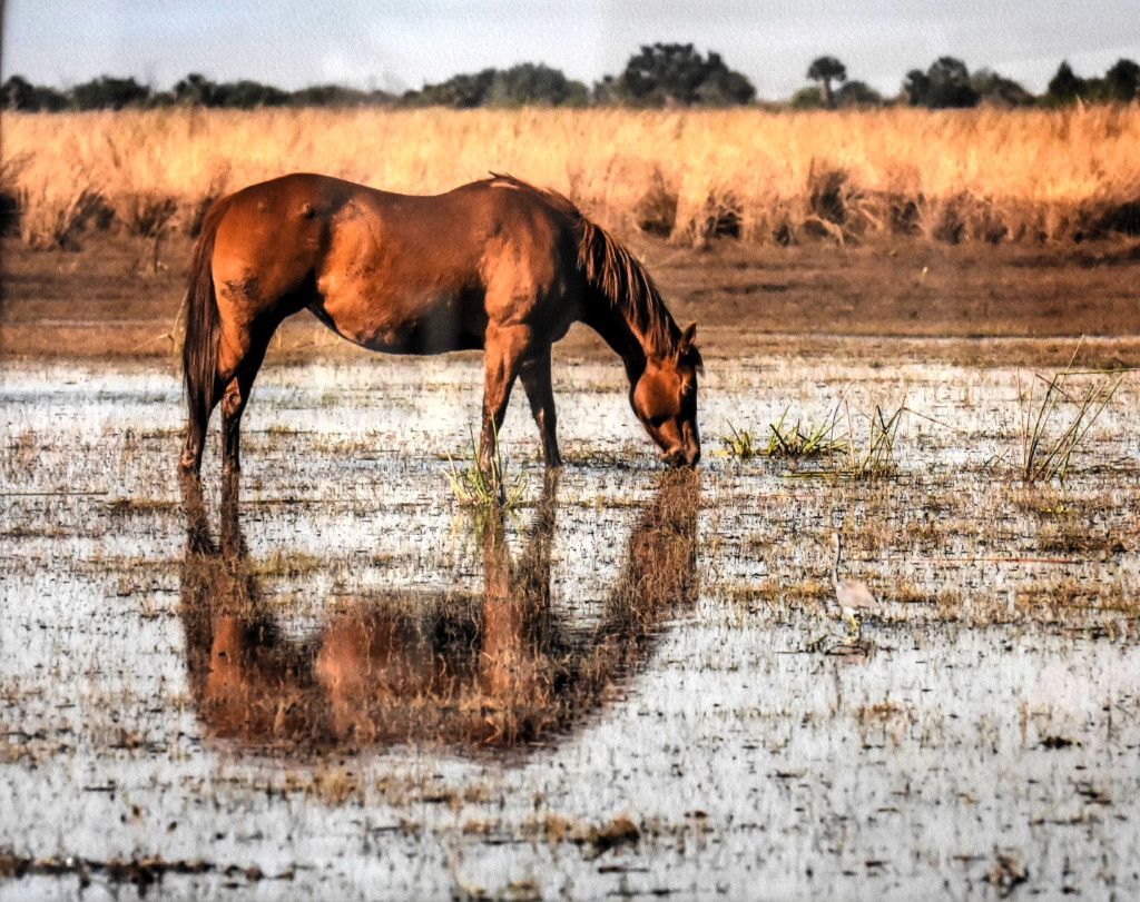 Large-scale research project focuses on horse-human bond for veterans with PTSD; therapy will be conducted at Special Strides in Monroe