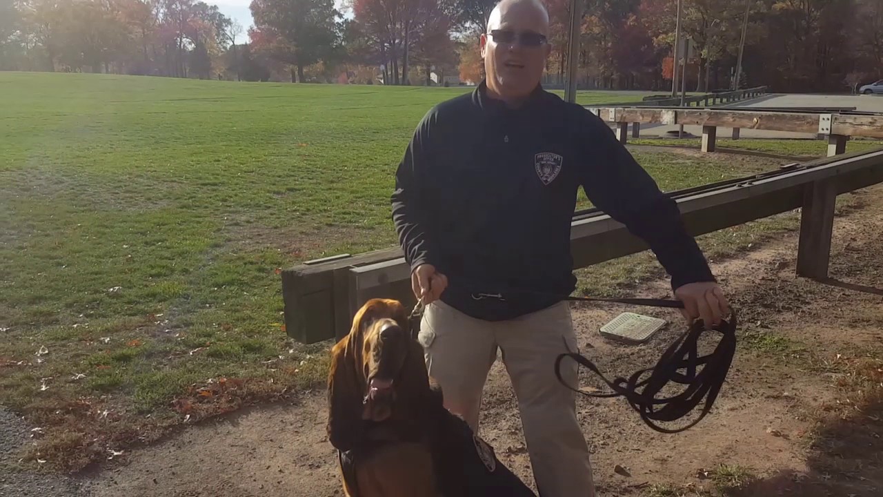 New Brunswick bloodhounds on the trail