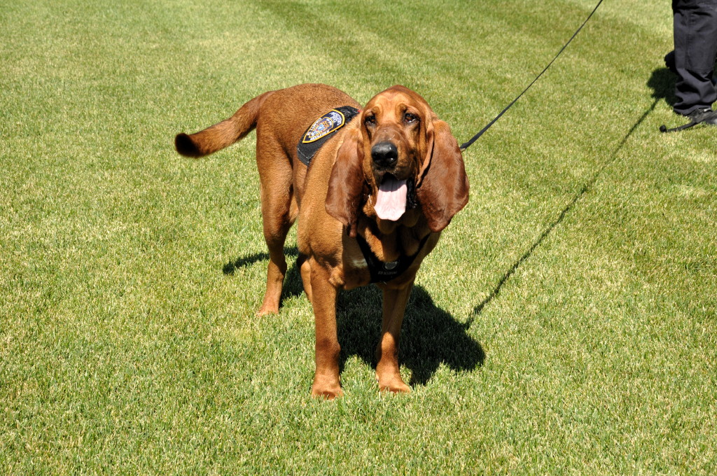 Middlesex County Canine Search and Rescue Team says goodbye to Joker’s Wild