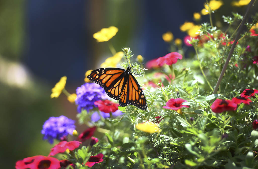 Butterfly release set for Aug. 26 at Elmwood Cemetery