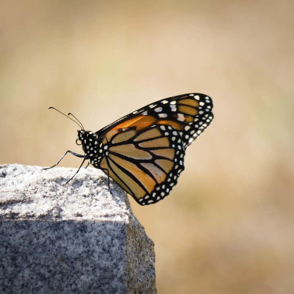 Learn about butterflies native to East Brunswick