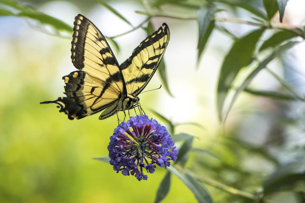 Butterfly release slated at Elmwood Cemetery