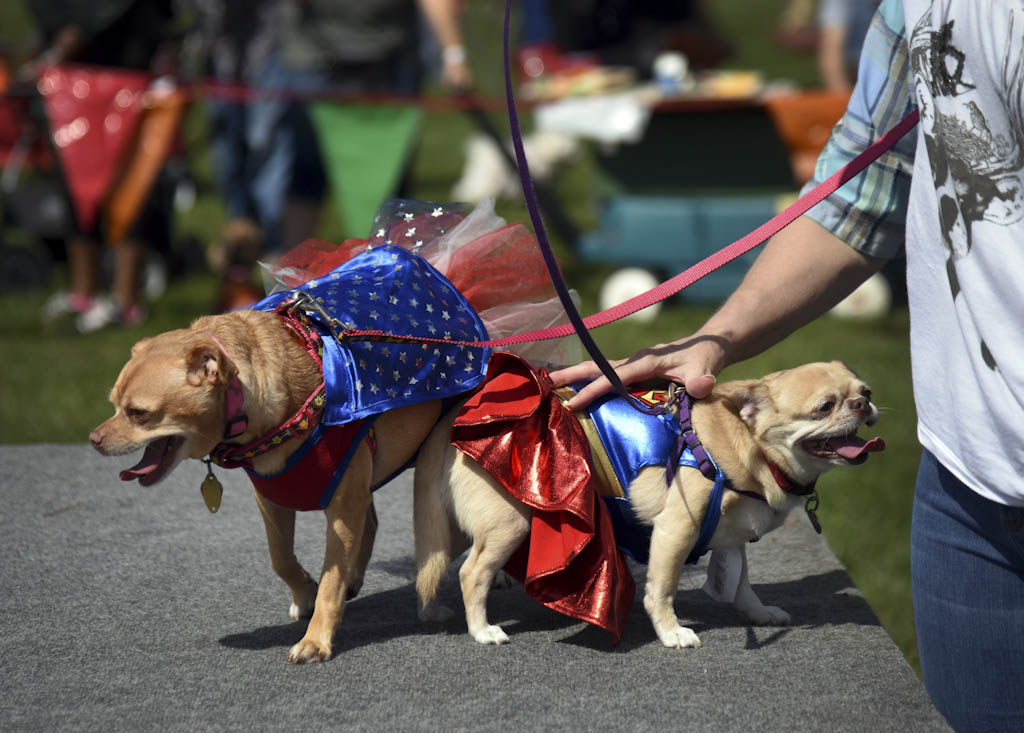 ‘Yappy Hour’ at Greene Turtle invites pets to get dressed up for Halloween contest