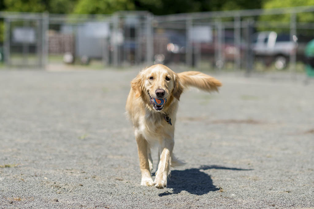 North Brunswick to offer area for pet owners to reflect