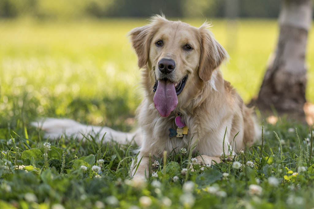 Sammy’s Hope to hold special adoption event through Valentine’s Day