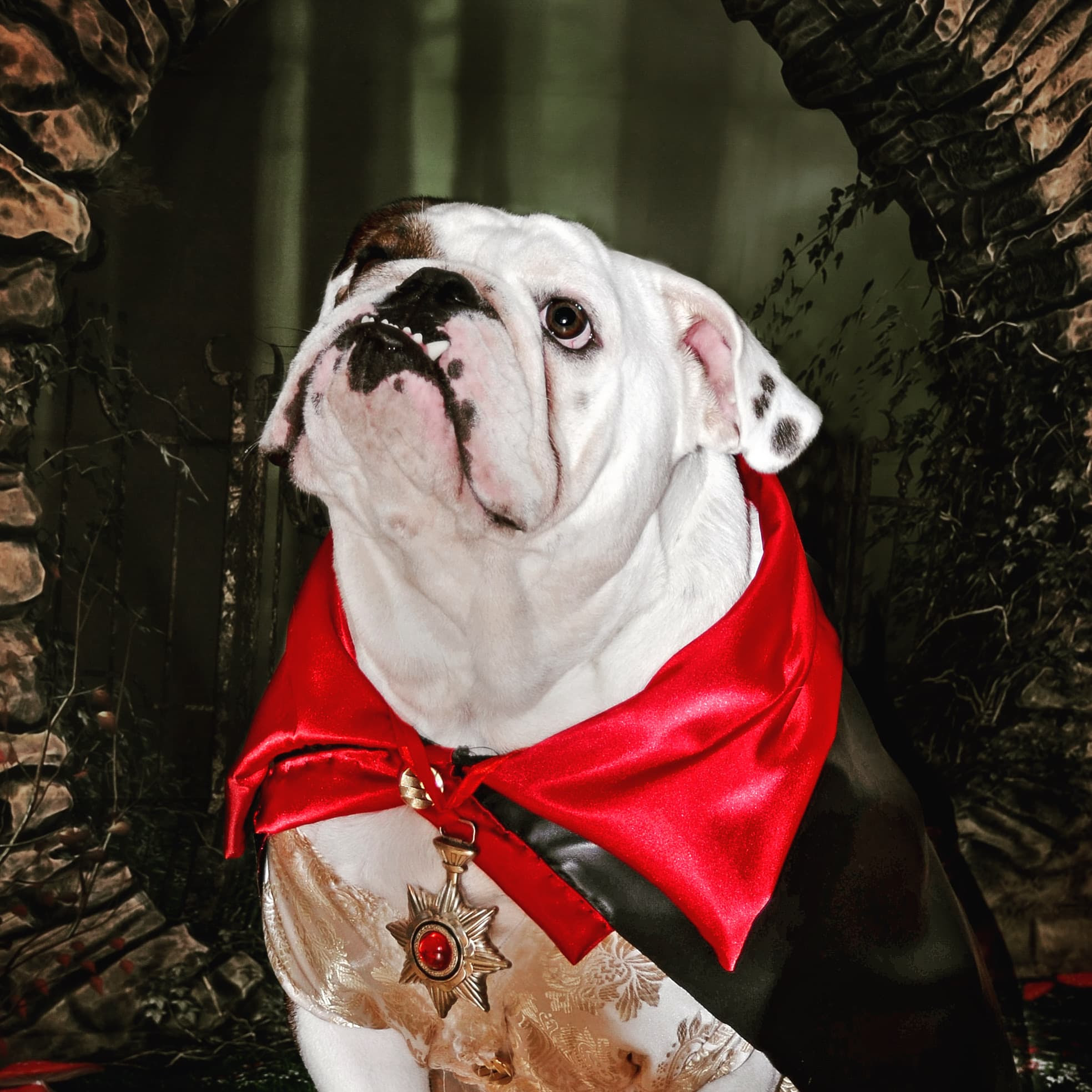 North Brunswick Humane Association seeks photos for Halloween pet costume contest