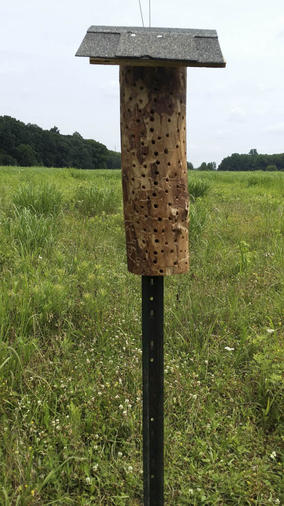 Beekeeping, bird watch set for Feb. 18