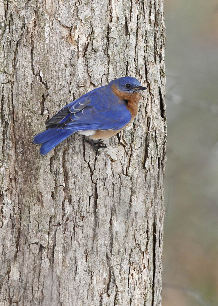 Volunteers sought to monitor bluebirds at Elmwood Cemetery