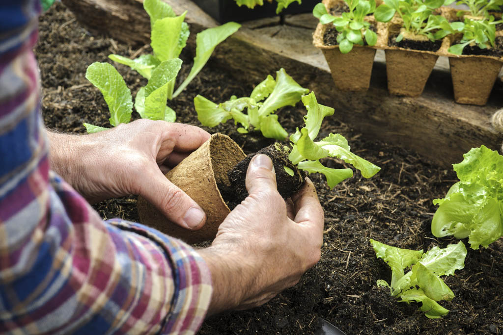 Master Gardener program announces new classes