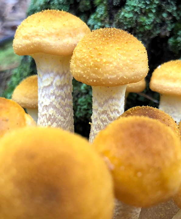 Mushroom expert to speak during meeting of Kingston Greenways Association