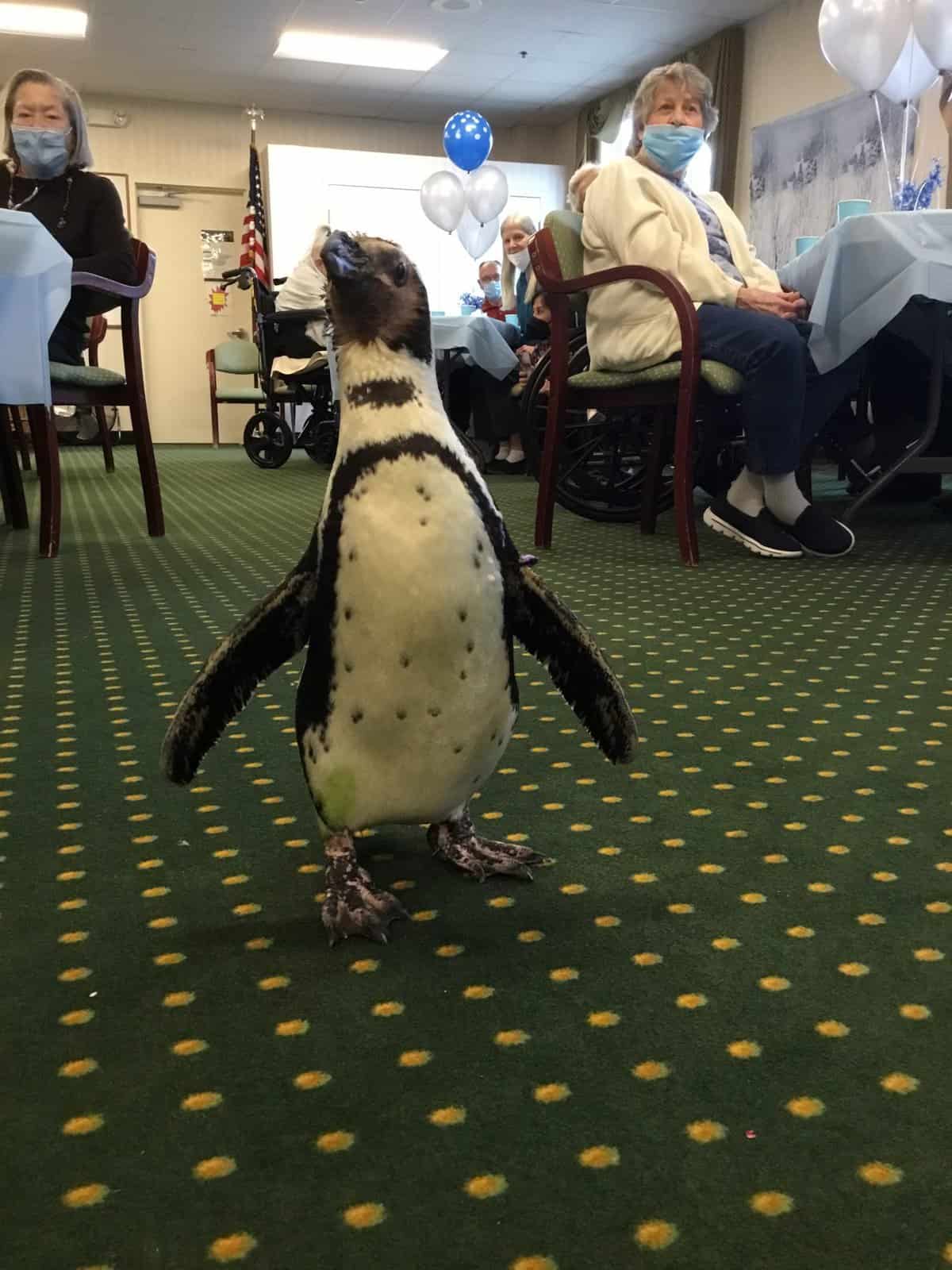 Seniors celebrate National Penguin Day with visit from feathered friend