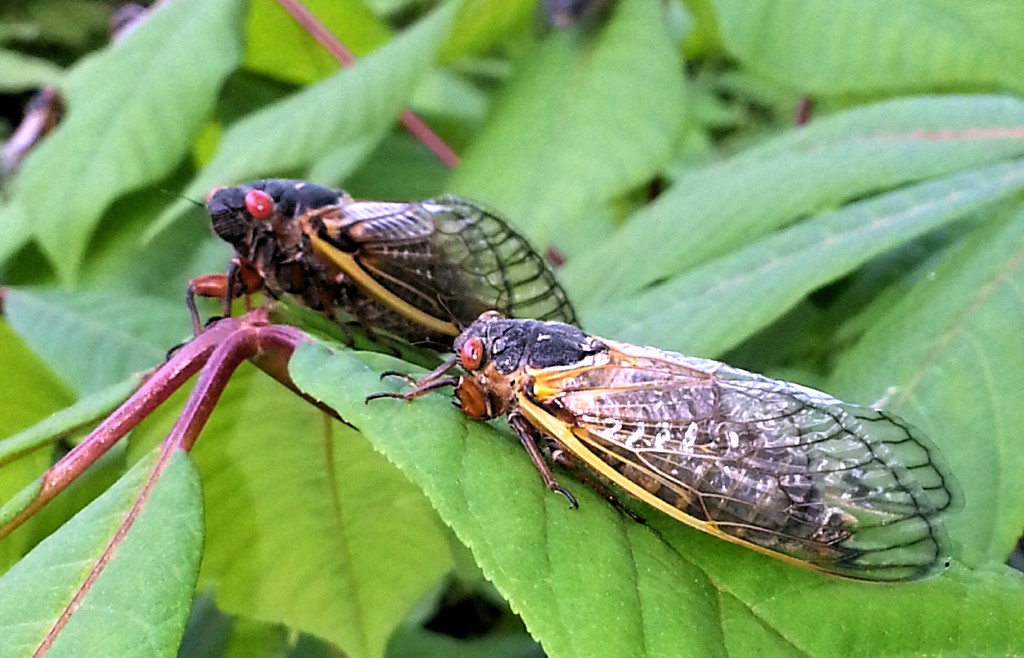 Cicadas will re-emerge in New Jersey during spring of 2021