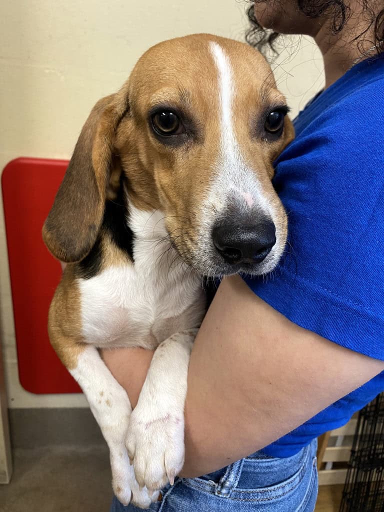 Monmouth County SPCA opens doors to beagles from Envigo facility in Virginia