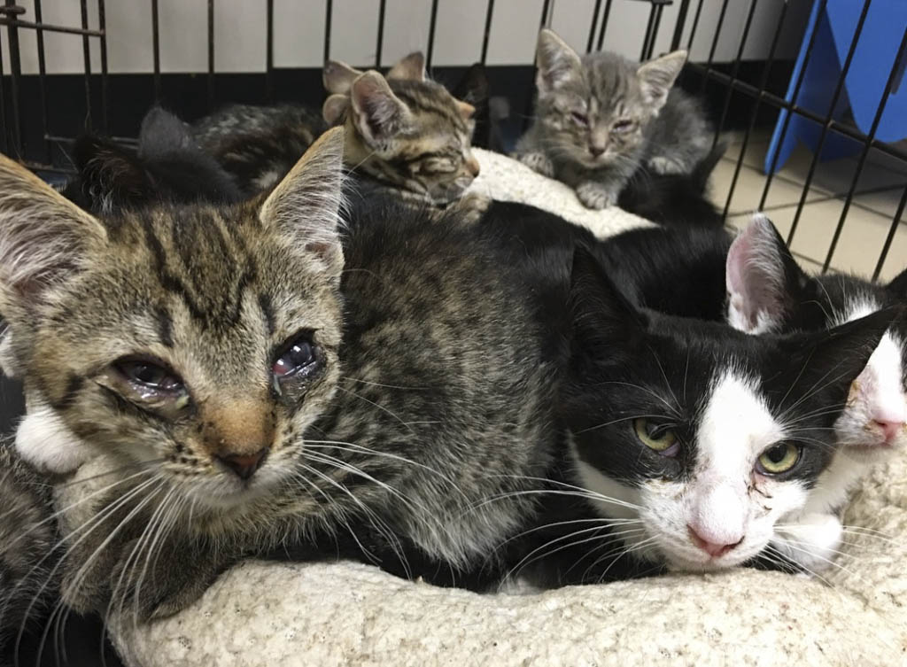 Dozens of cats taken from Colts Neck property