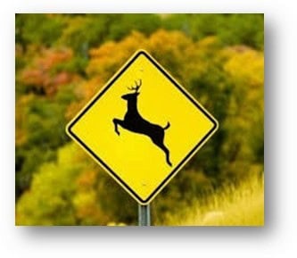 Motorists warned to drive with caution as deer activity increases