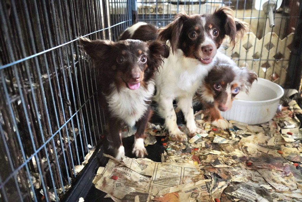 Dog daycare, boarding facility prompts questions about barking dogs, traffic