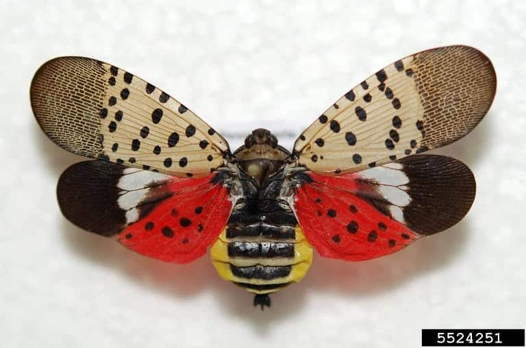 Department of Agriculture updates spotted lanternfly reporting procedure