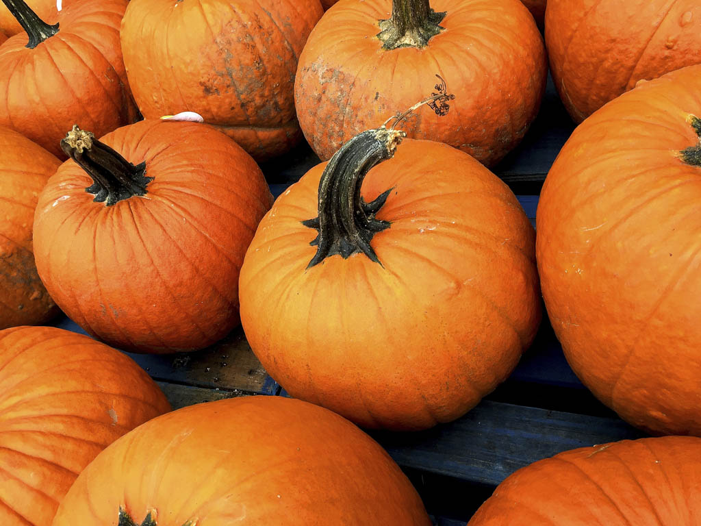 Aldersgate United Methodist Church to sell pumpkins