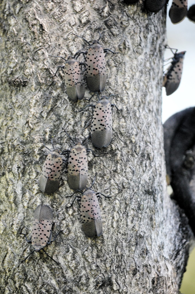 State announces instructions for residents about spotted lanternfly