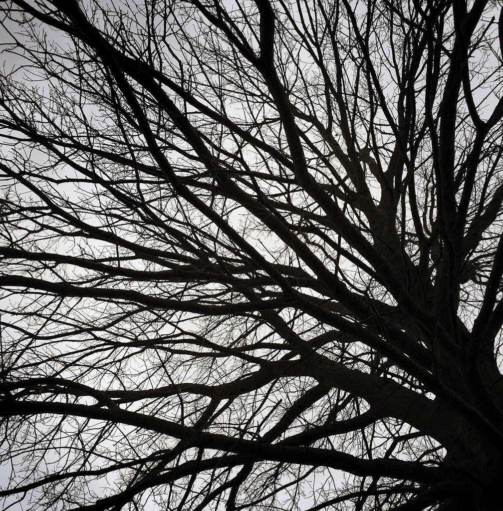 North Brunswick DPW to collect branches at the curb