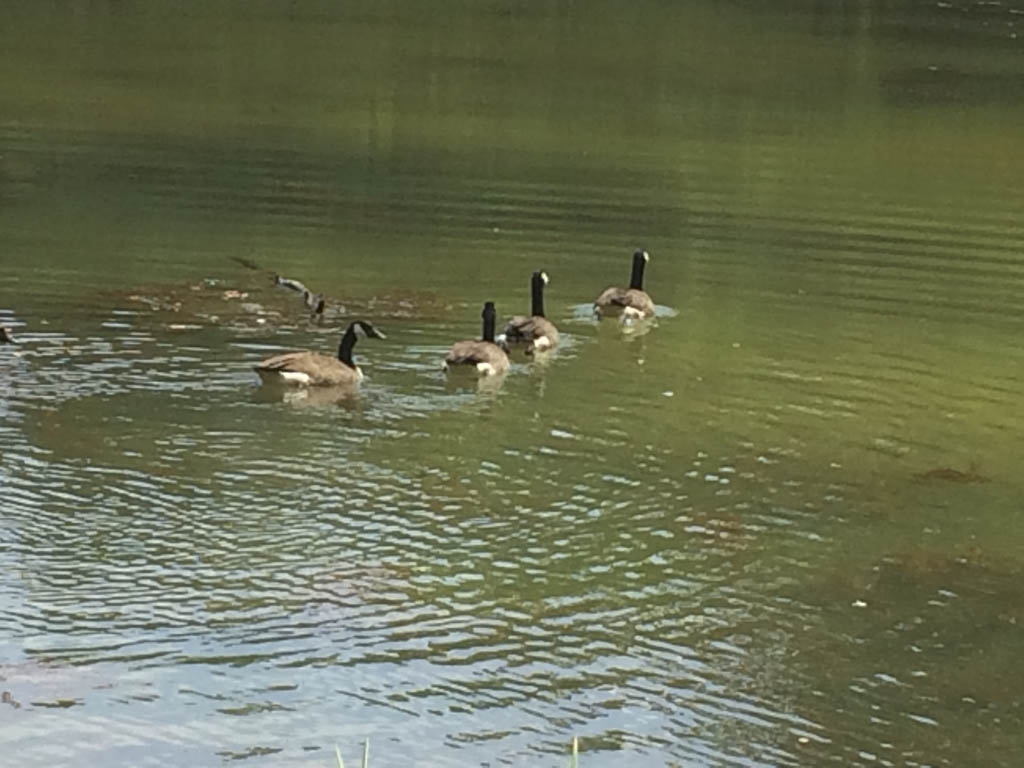 Options considered to rid Lake Topanemus of weeds