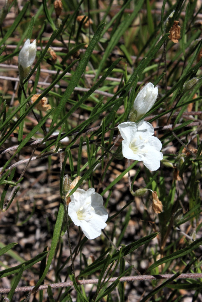 Saving rare Pickering’s morning glories