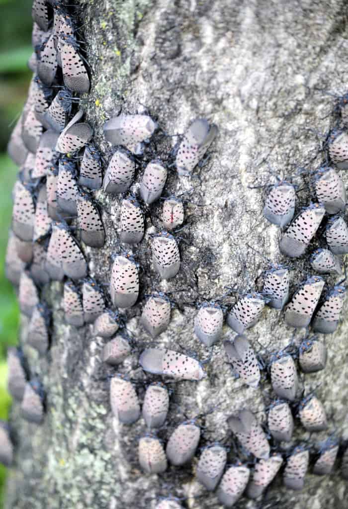 Department of Agriculture expands spotted lanternfly quarantine zone