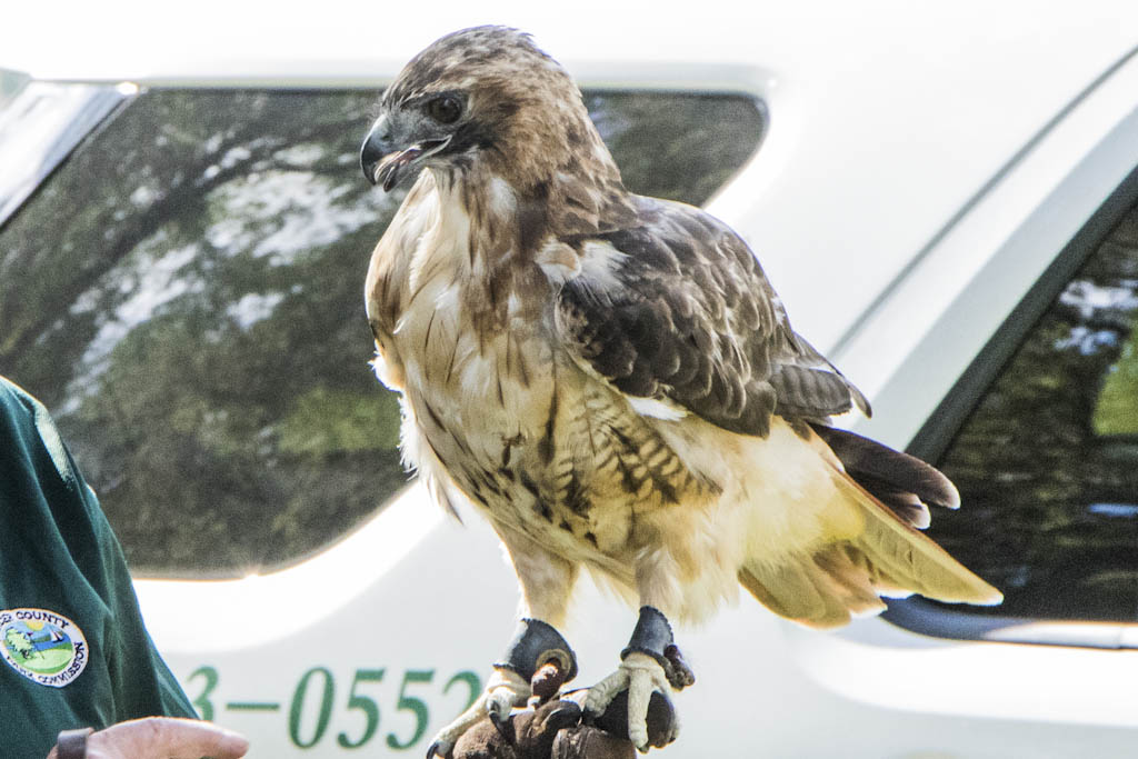 Audubon Christmas Bird Count takes place in Kingston on Dec. 16