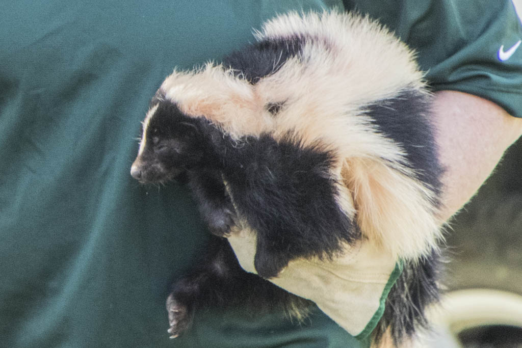 Skunk tests positive for rabies in Sayreville