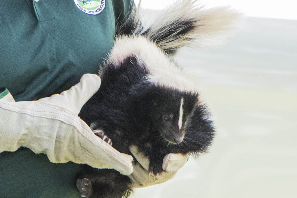 Skunk tests positive for rabies in East Brunswick