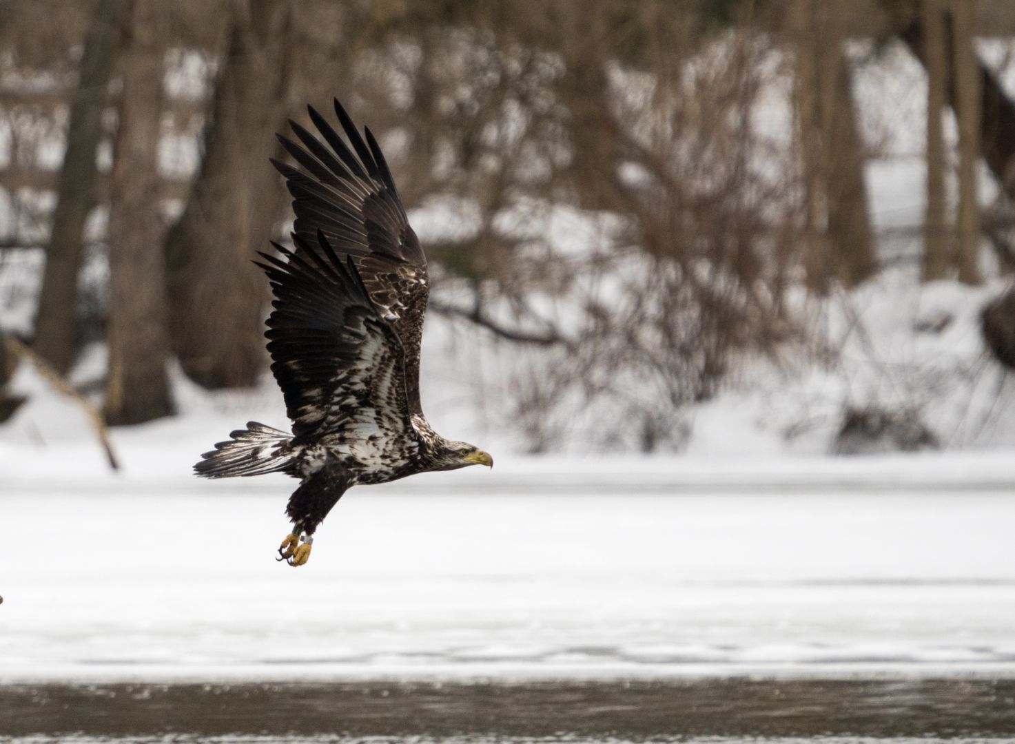 Juvenile Bald Eagle soars over Carnegie Lake