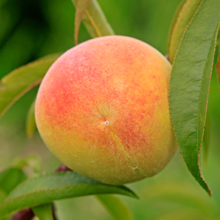 Learn how to can and freeze peaches during workshop at Terhune Orchards