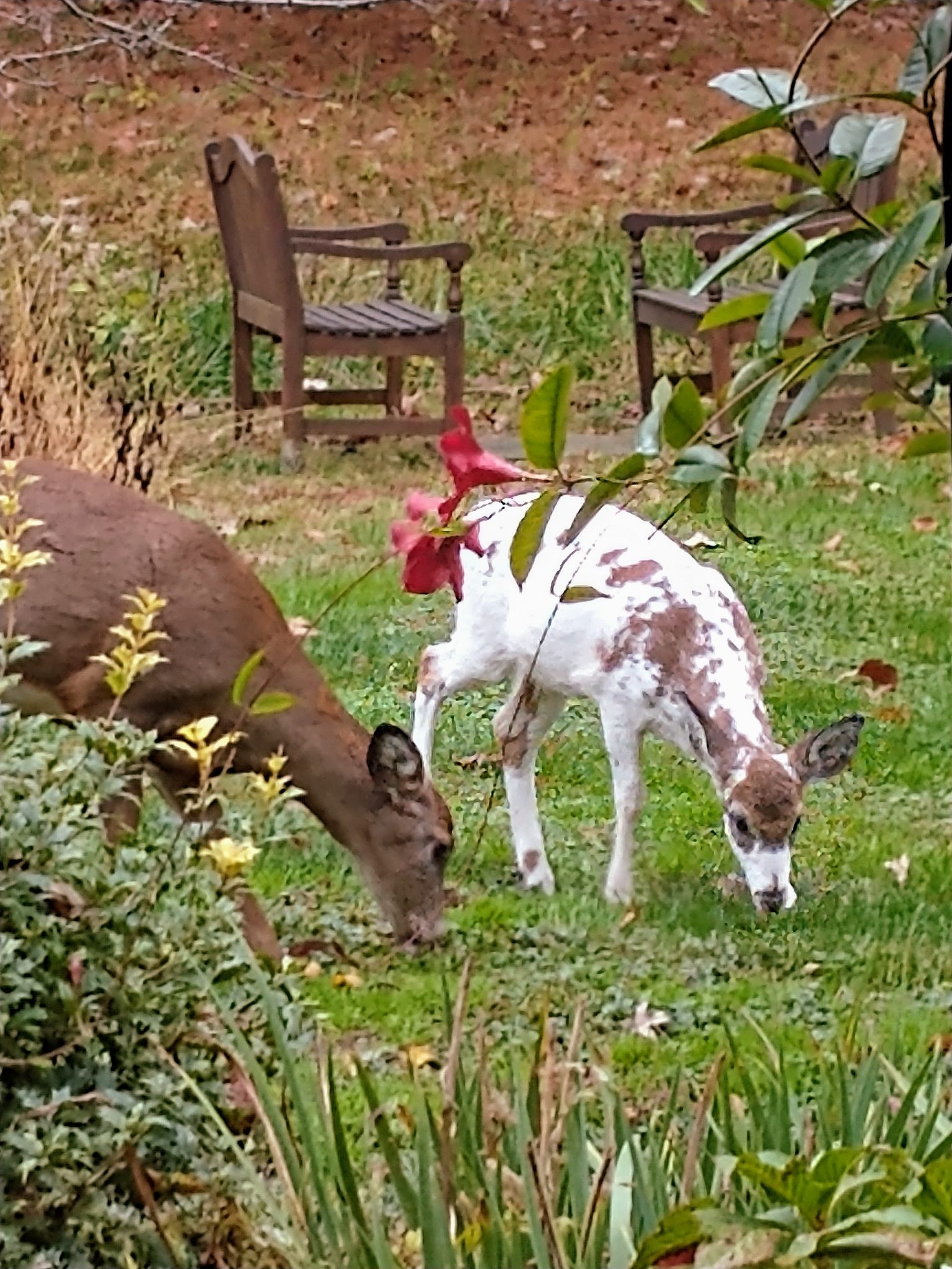 Piebald fawn ‘spotted’ in Princeton