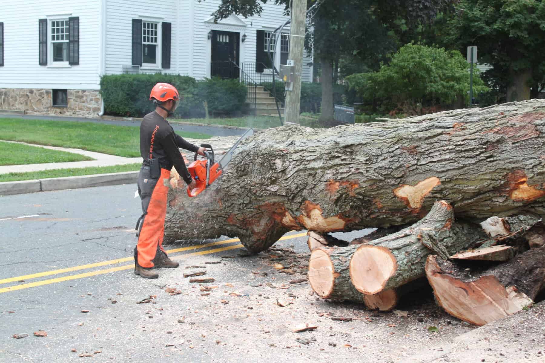 Princeton tree survey under way