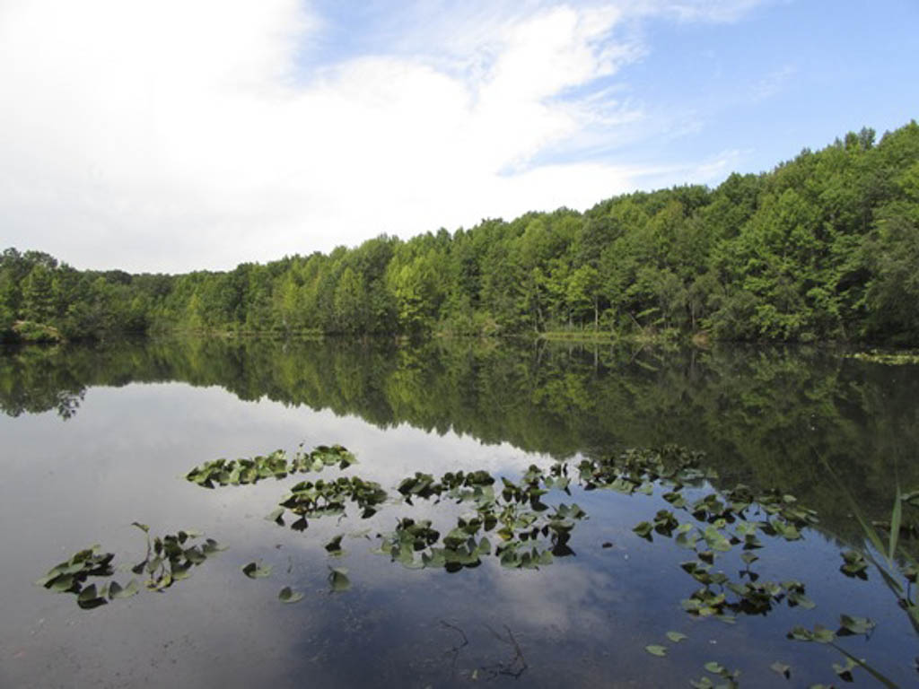 Amphibian habitats protected in the Brunswick area