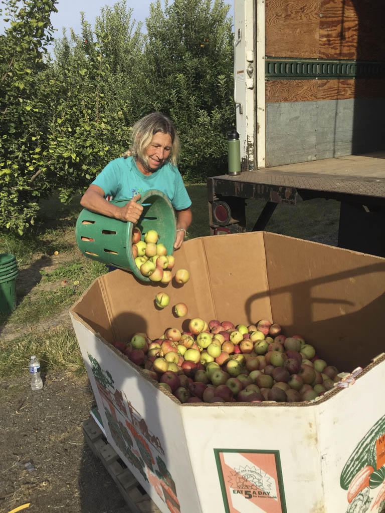 Volunteers glean 1,600 pounds of apples at Giamarese Farms