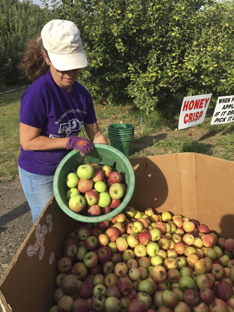 Apple Festival Nov. 12 in Old Bridge