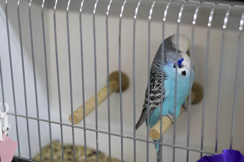 Parakeet show set for July 28-29 in East Brunswick