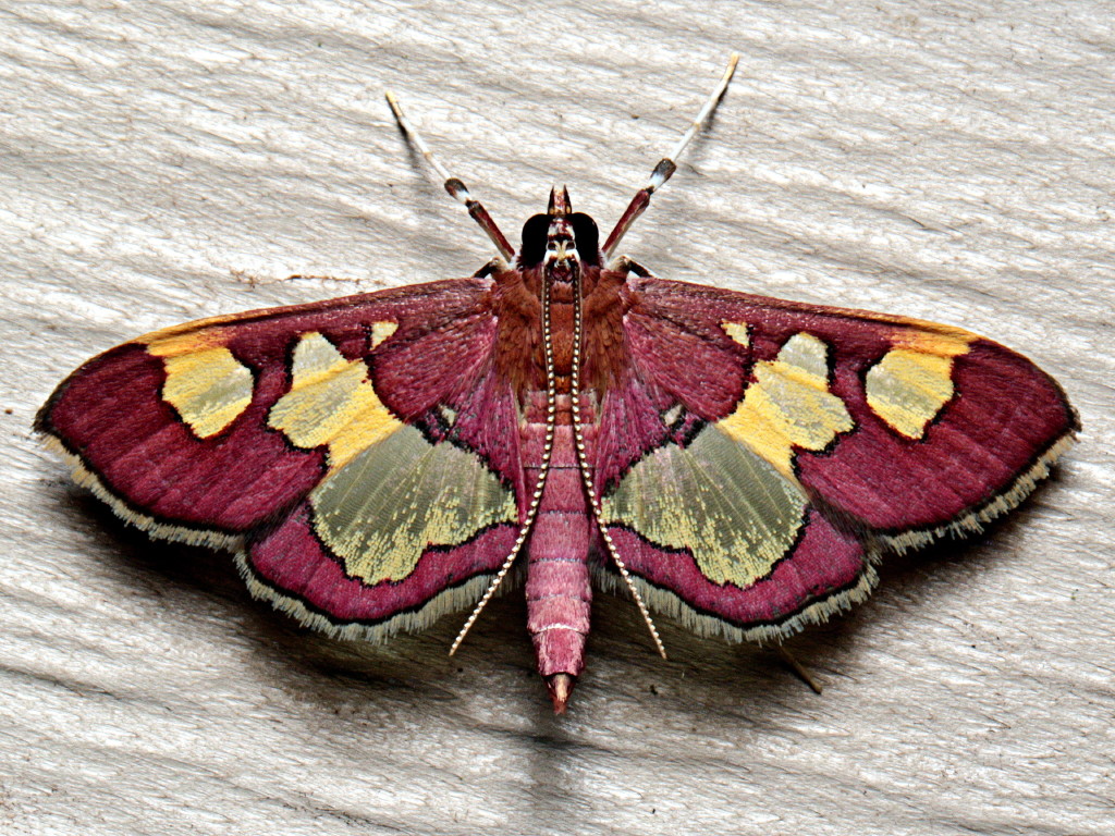 National Moth Week offers backyard activities for safe science