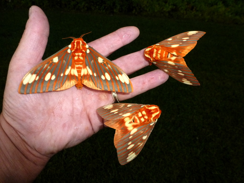 National Moth Week kicks off July 21