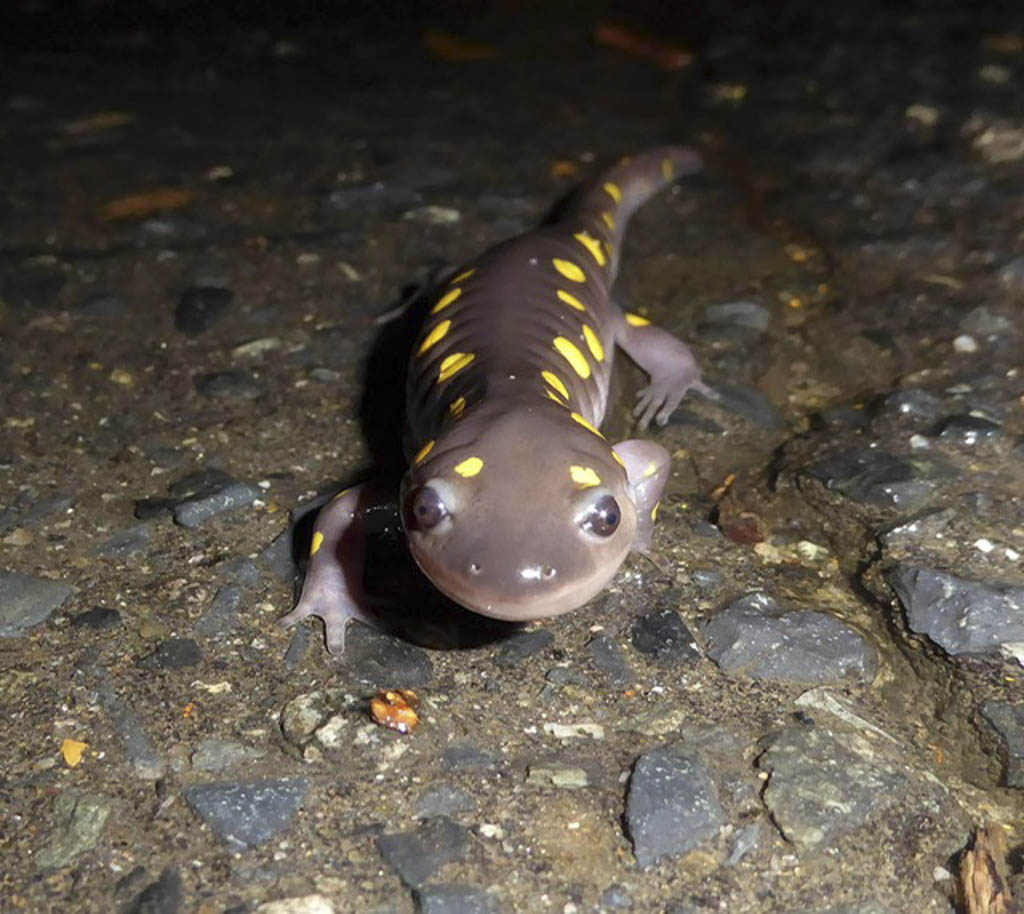 Spotted salamanders set to migrate across Beekman Road