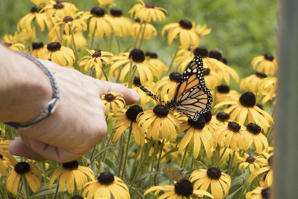 Elmwood Cemetery seeks citizen scientists for event on June 8