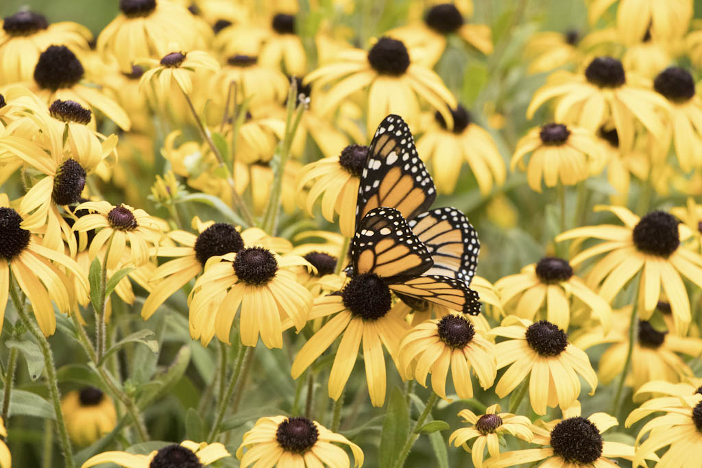 Morganville Flower Farm to hold butterfly weekend