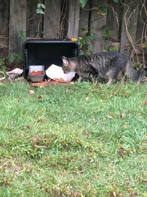 Middlesex County Superior Court judge orders Sayreville resident to ‘enjoin’ from cat hoarding, fumigate residence