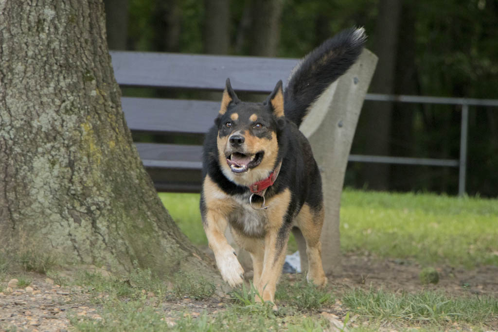 Princeton set to open its first – fenced-in and non-fenced in – dog parks on a trial basis